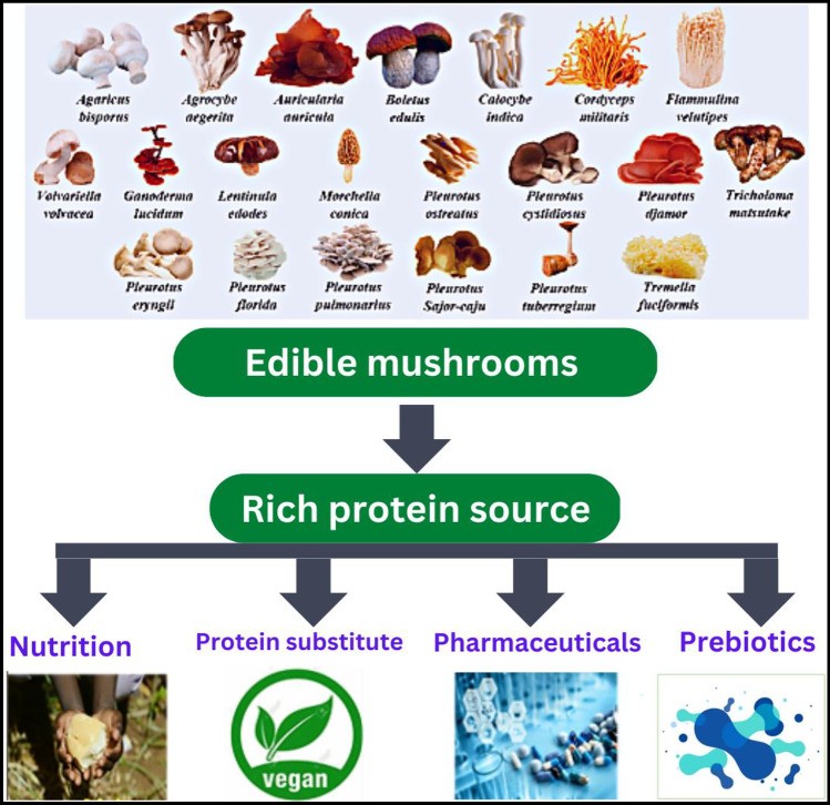 Mushroom-Based Meat Substitute