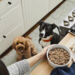 Dog food transition guide for picky eaters