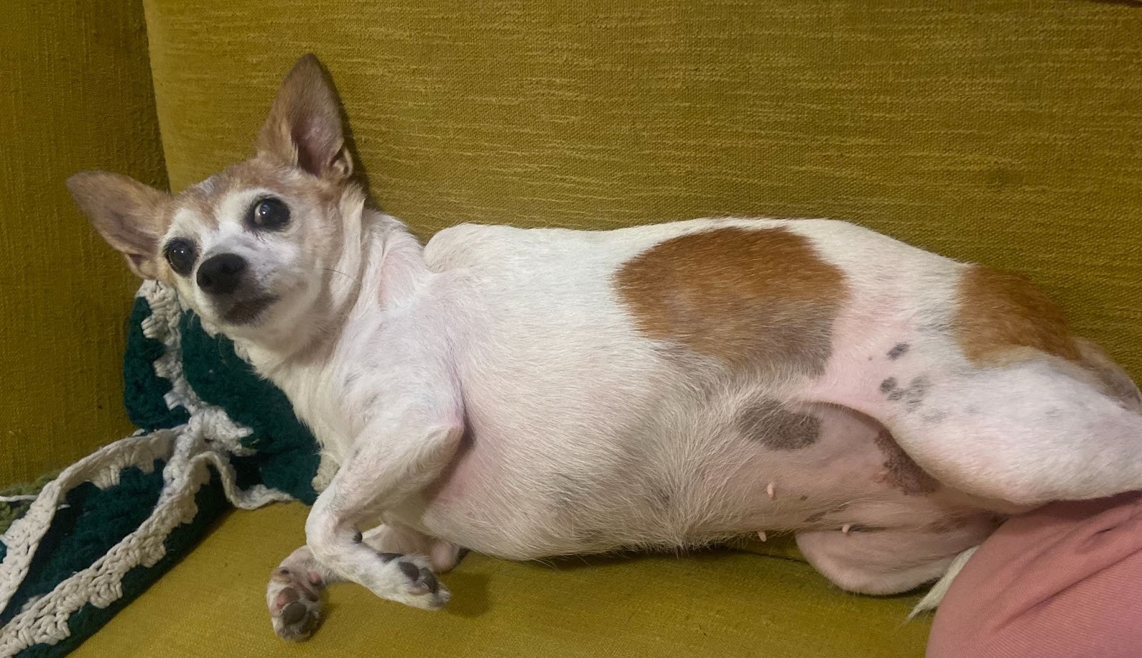 Ollie Dog Food Verdict