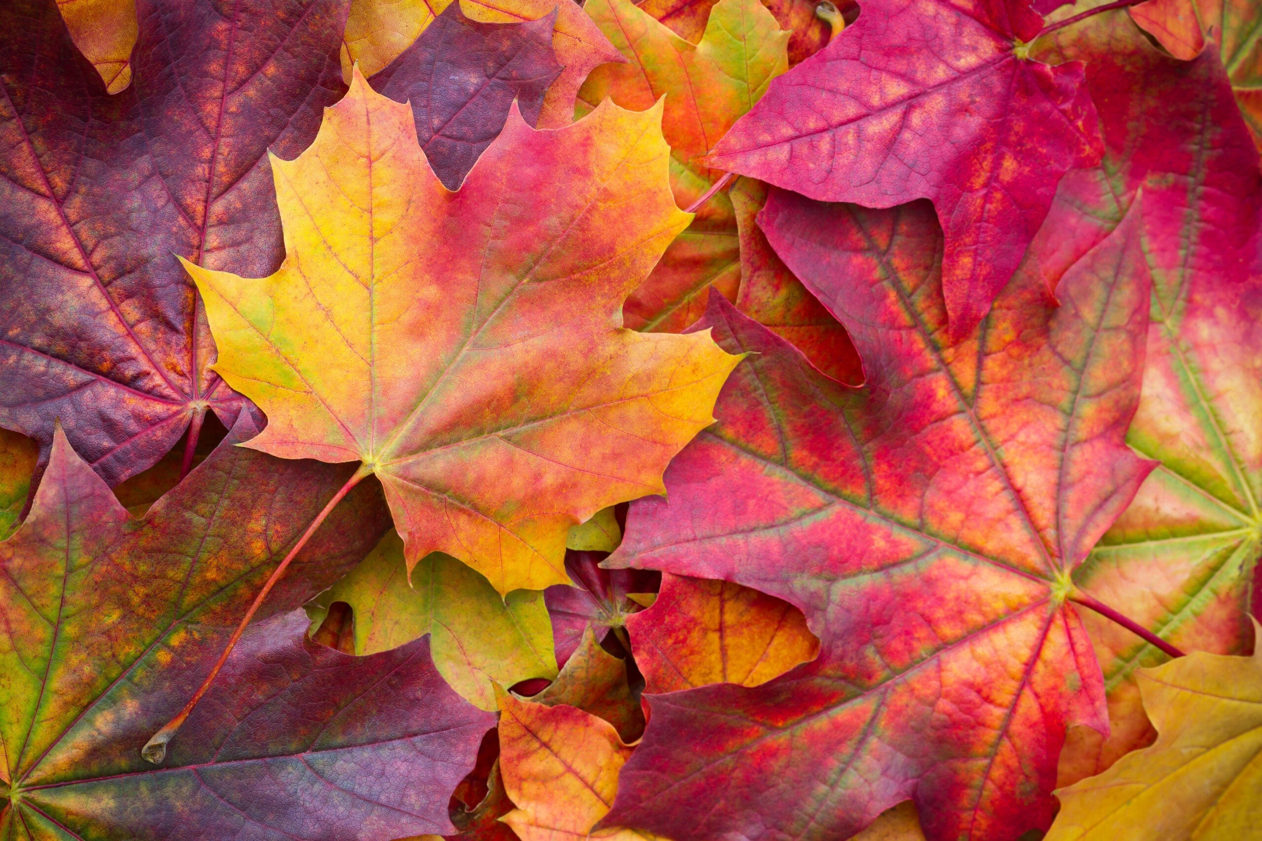 Red and yellow fall leaves on the ground