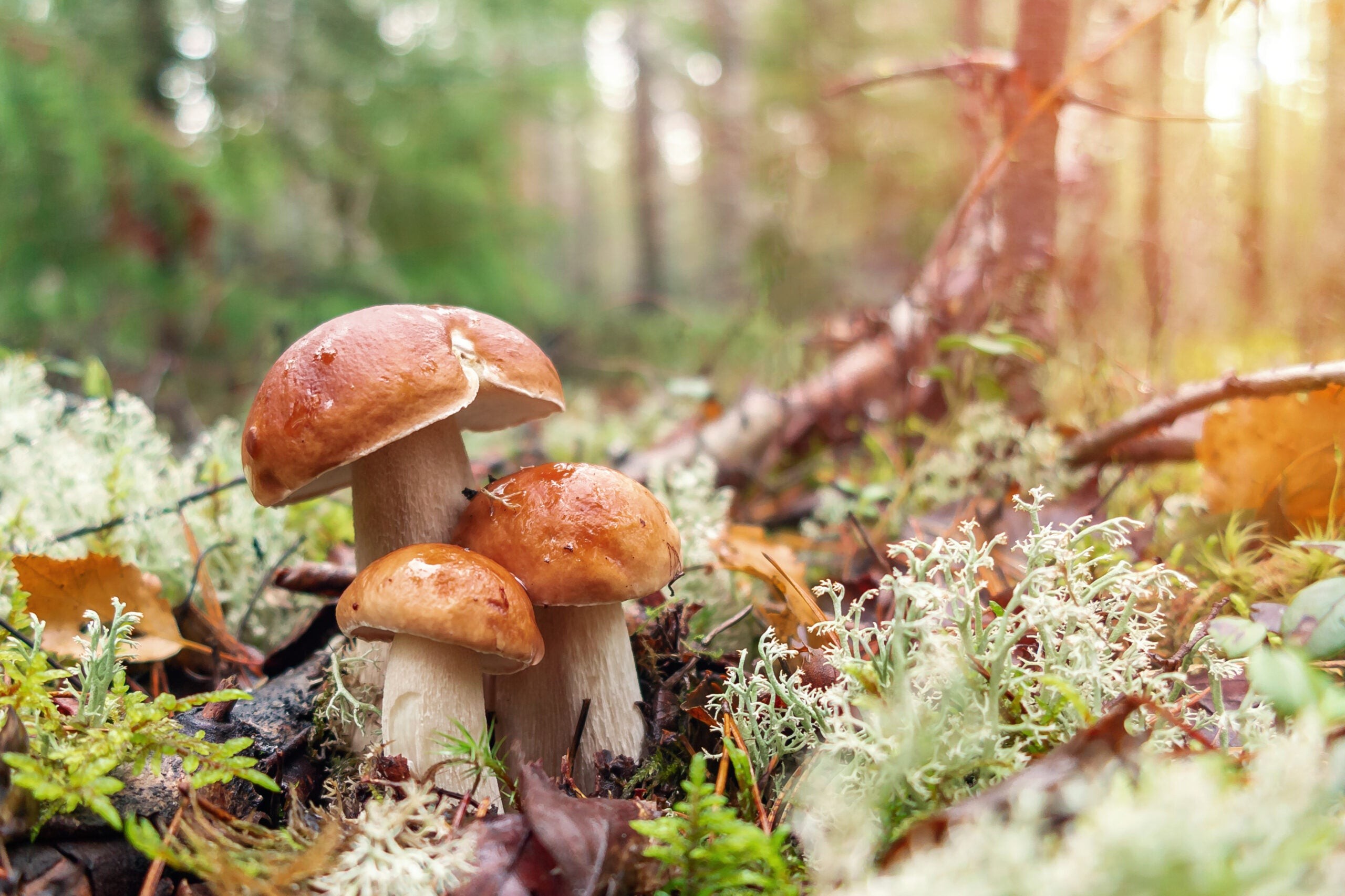 Mushrooms on the forest floor