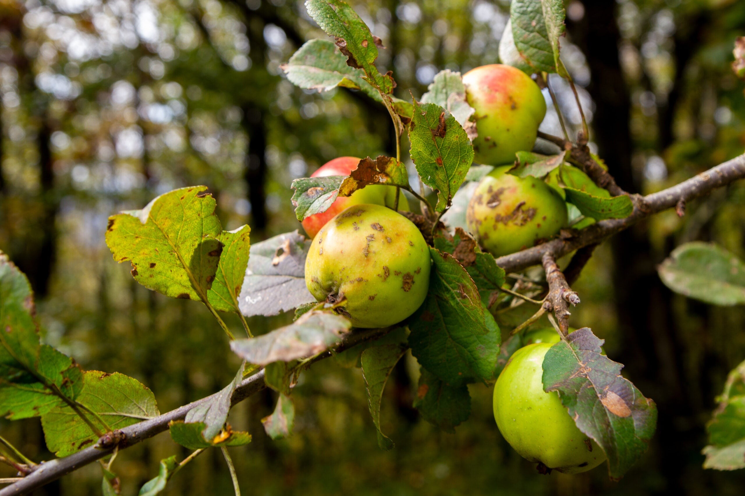 Wild apples on a tree branch