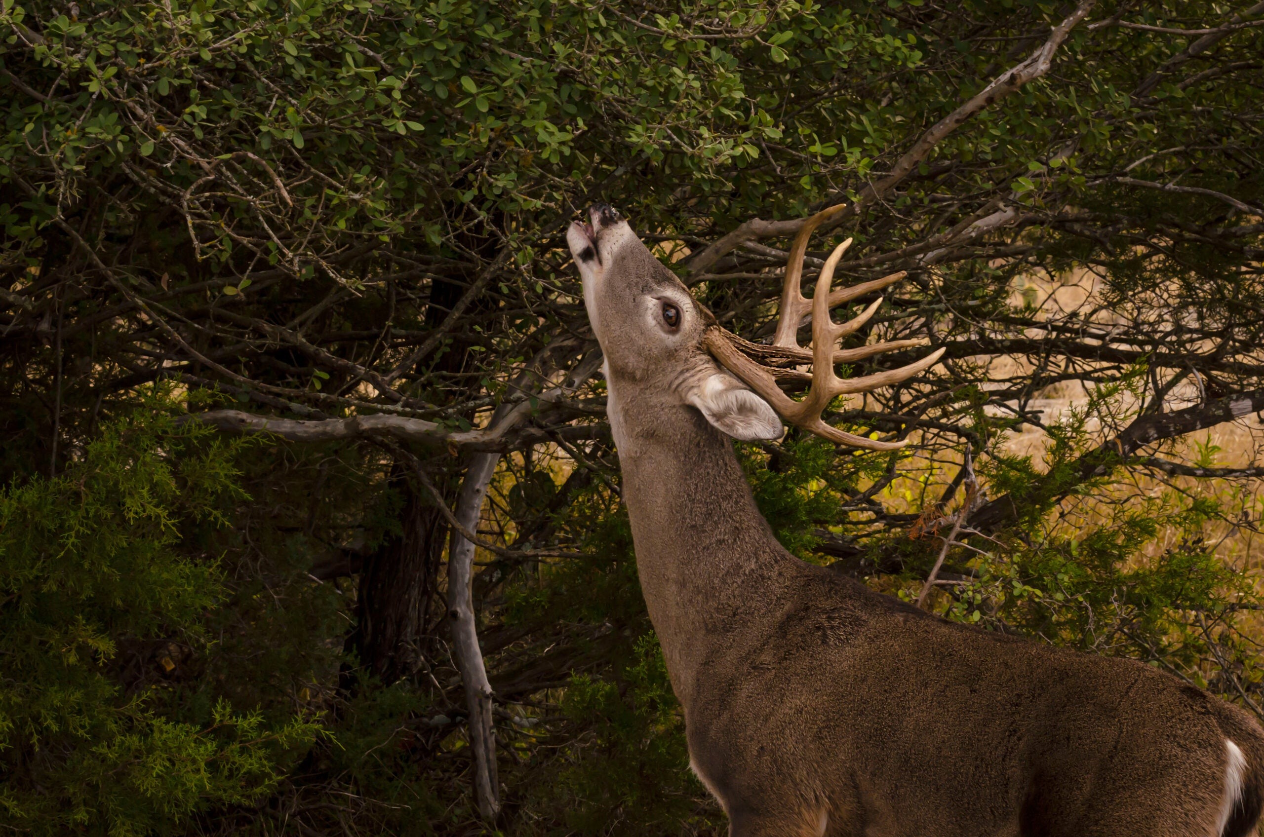 deer eating leaves and twigs