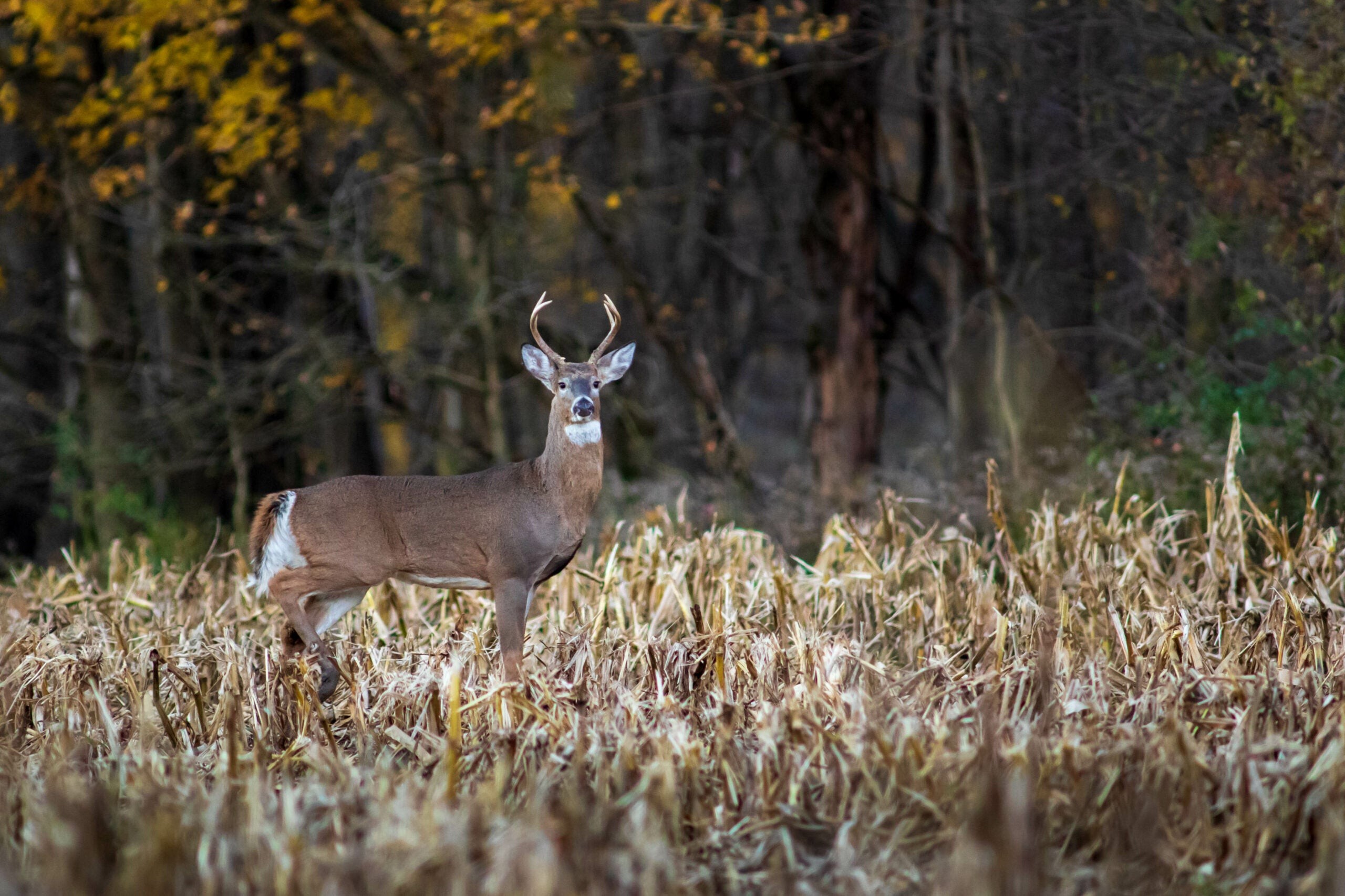 Deer eating corn in a field