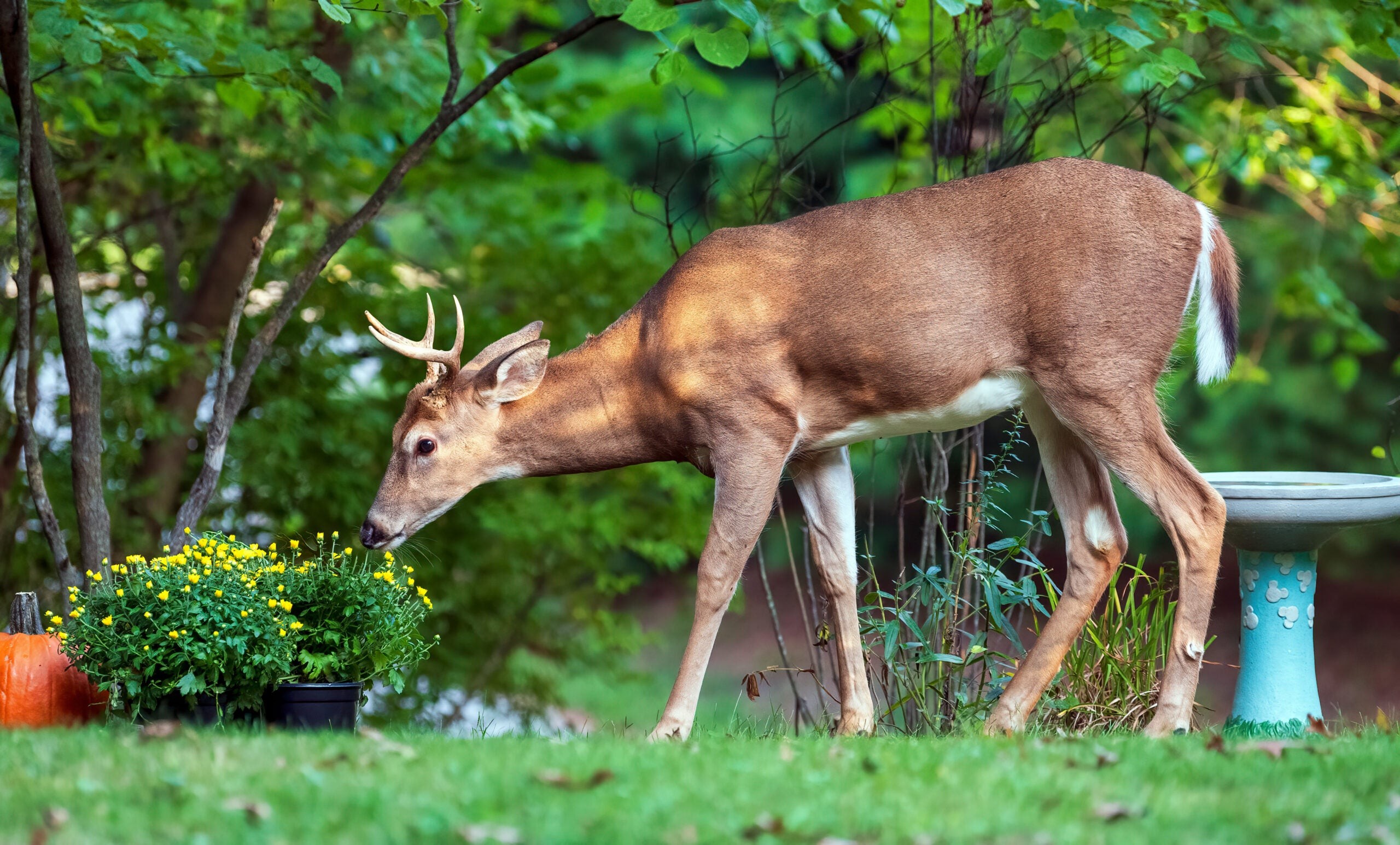 A deer eating flowers in a garden