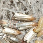 Indianmeal moth adults and larvae in webbing