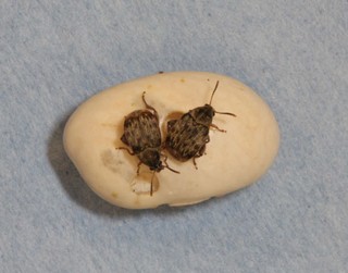 bean weevil