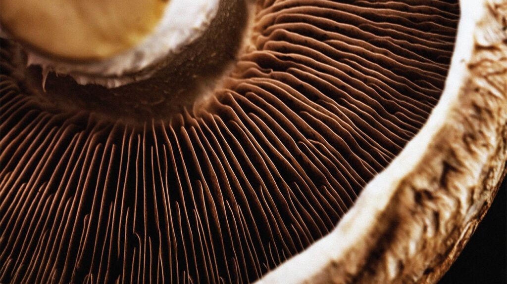 Variety of Mushrooms