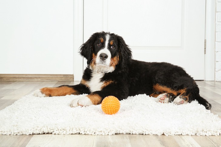 A golden retriever puppy looking up with bright eyes, conveying the need for proper nutrition during the critical growth phase.