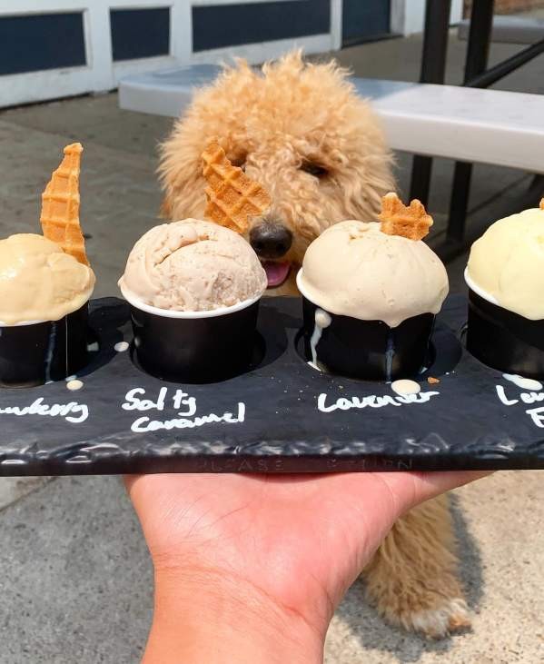 Dog Looking At Ice Cream
