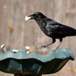 American Crow carrying bread. Crows transporting food with their bill.