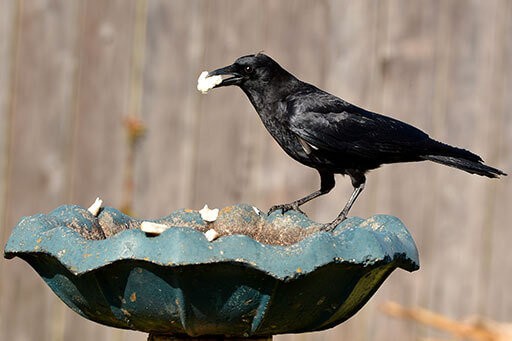 American Crow carrying bread. Crows transporting food with their bill.