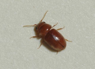 cigarette beetle
