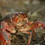 Crayfish searching for something to eat