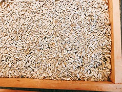 Close-up of soaked sunflower seeds being dehydrated