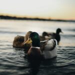 Ducks Eating Algae