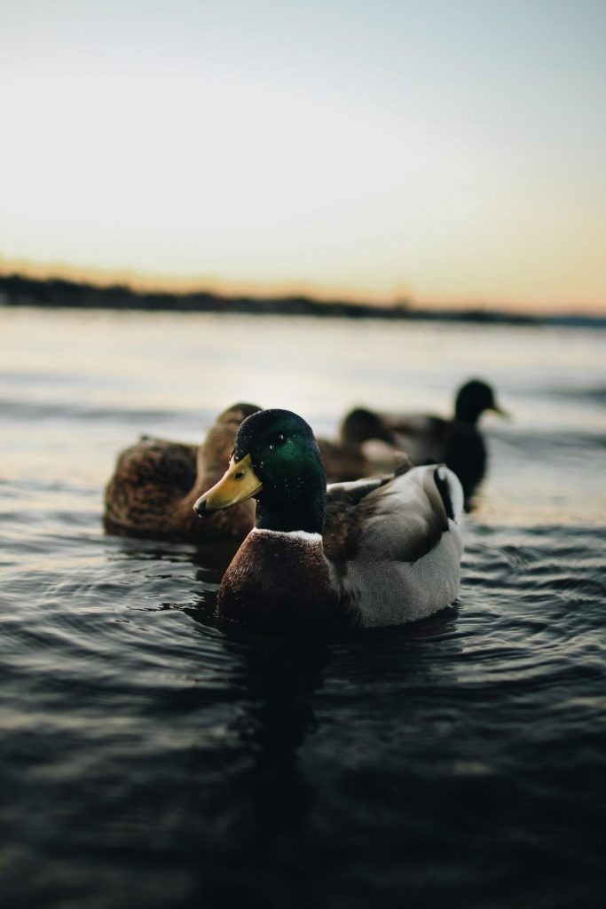 Ducks Eating Algae