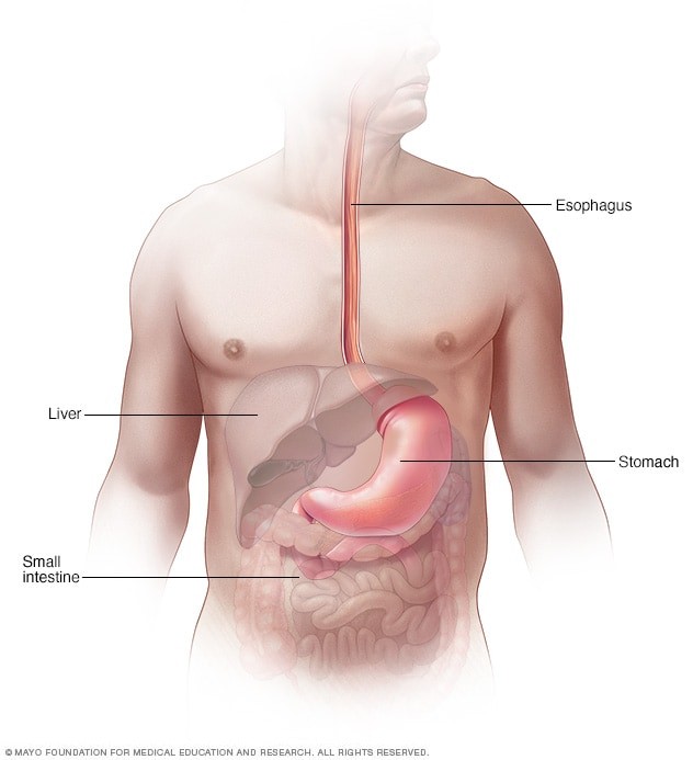 Esophagus Anatomy