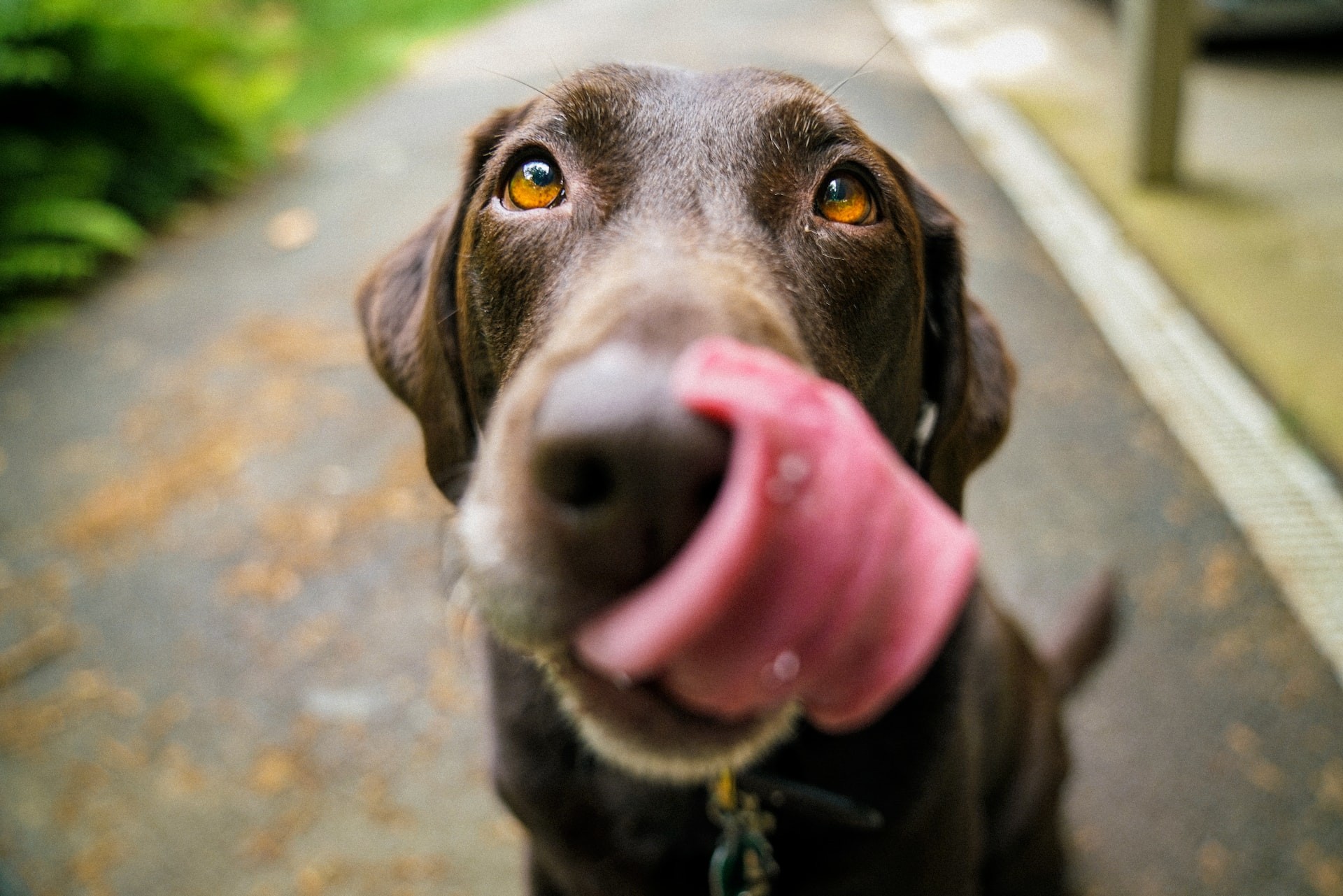 A happy and healthy dog, representing good cardiovascular health