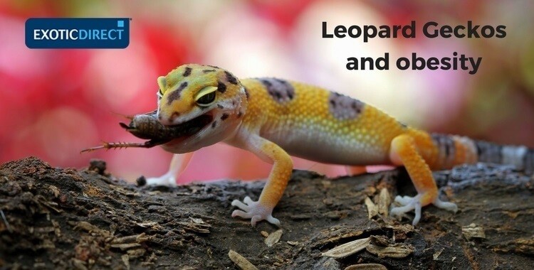 leopard gecko eating insects