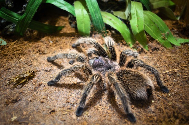 Spider eating a fly