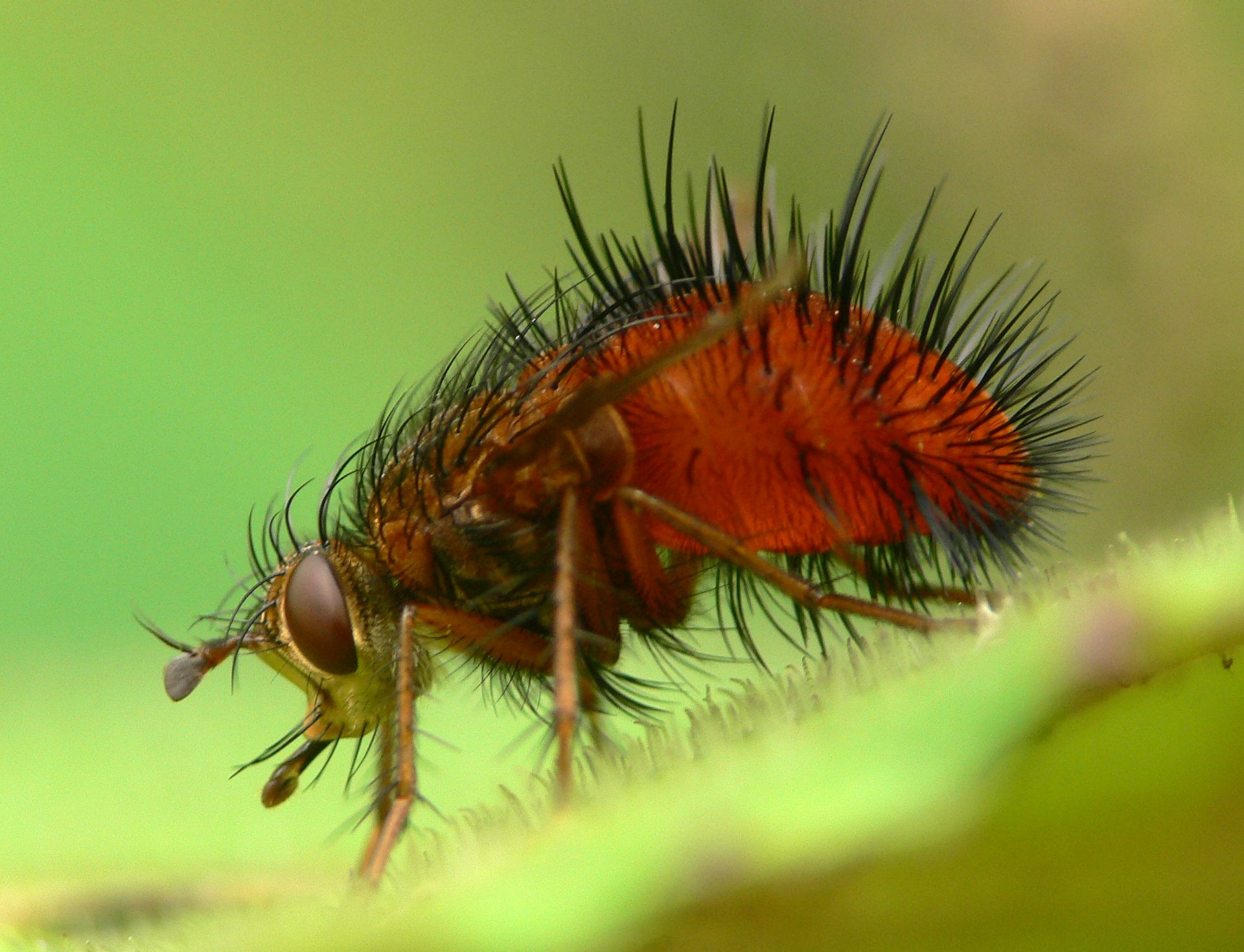 Bristles and hair on a Tachinid fly, highlighting the potential for germ transfer.