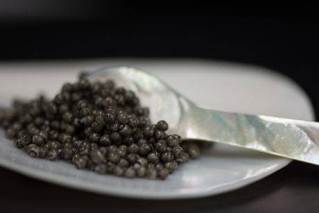 Sturgeon caviar on a plate with a spoon.