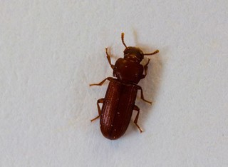 flour beetle.jpg