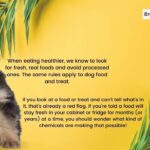 German Shepherd puppy nutrition tips - GSD Colony