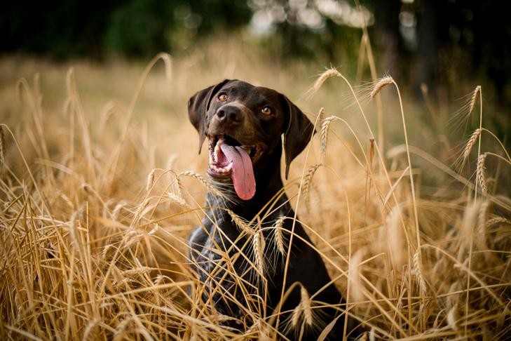 German Shorthaired Pointer sitting in a field of wheat