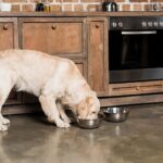 Dog looking at food with anticipation