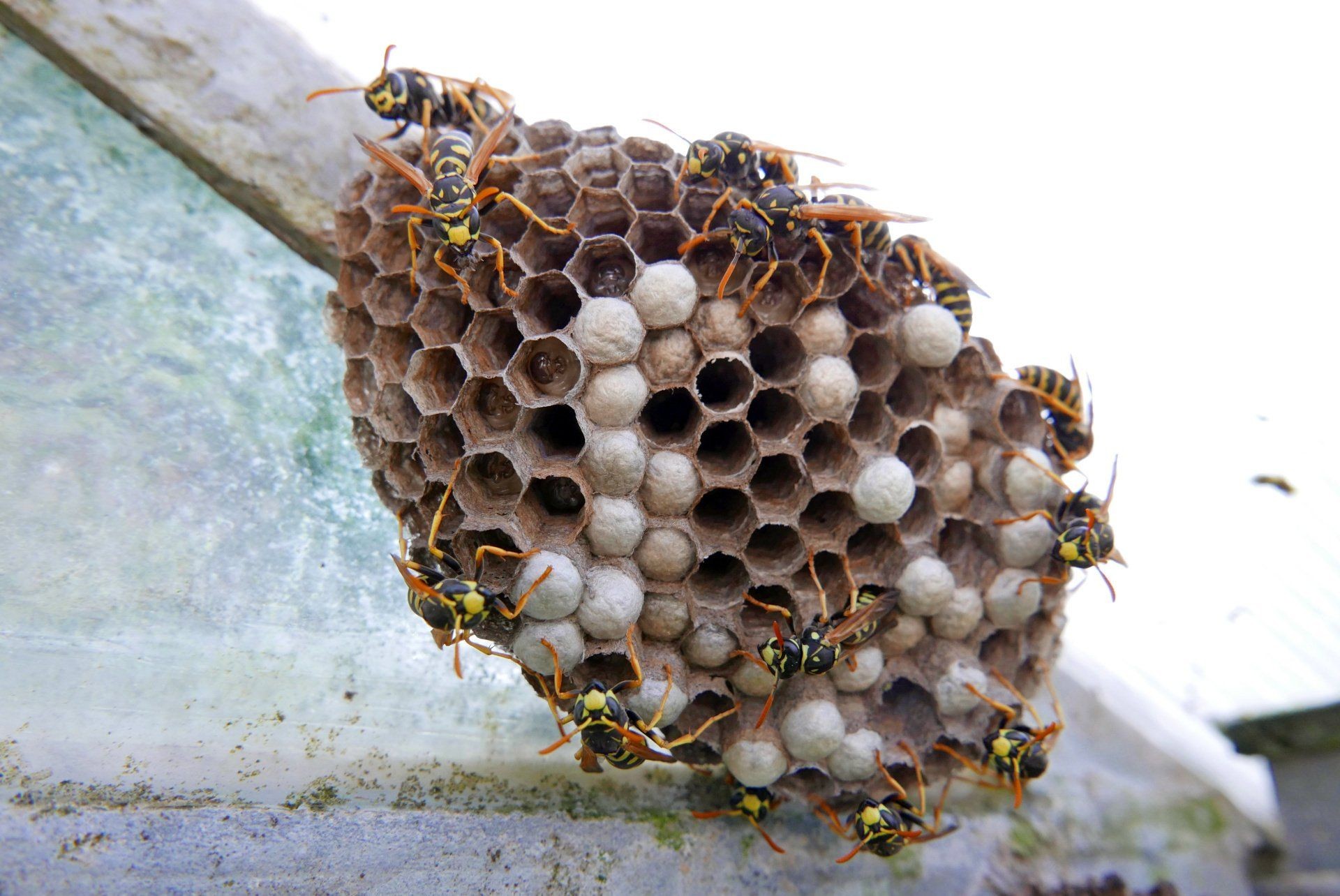 Wasp's adaptations to survive without food include fat storage