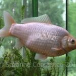 Goldfish eating daphnia