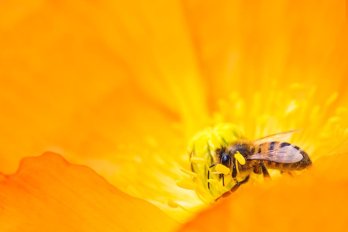 Raw Honey vs Processed Honey