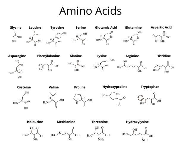 Amino acid chains representing proteins