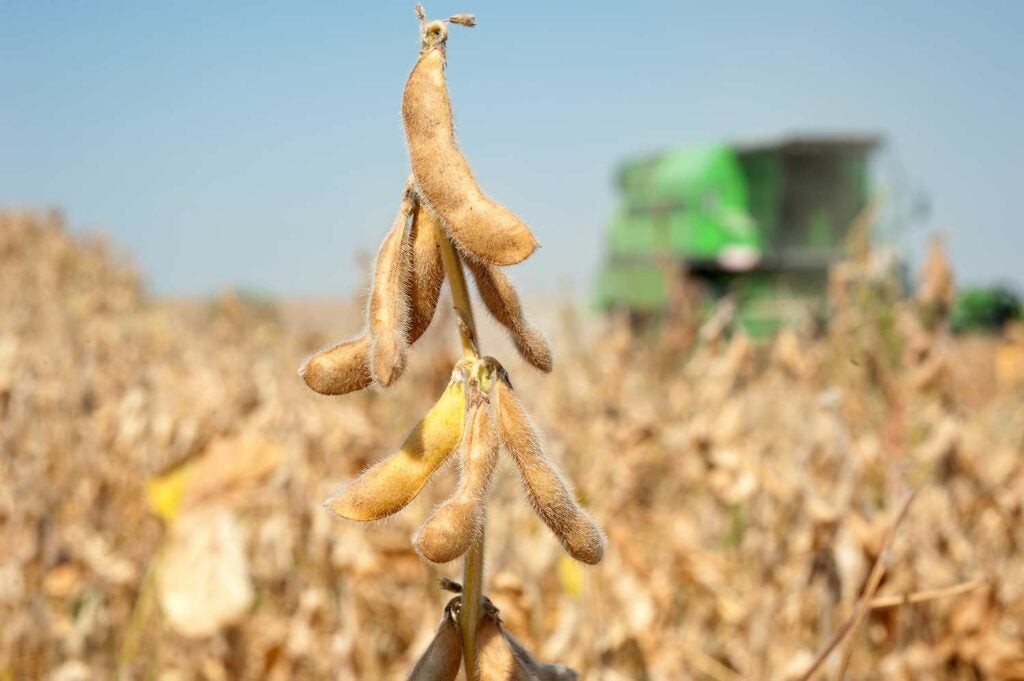 Dry soybean pods