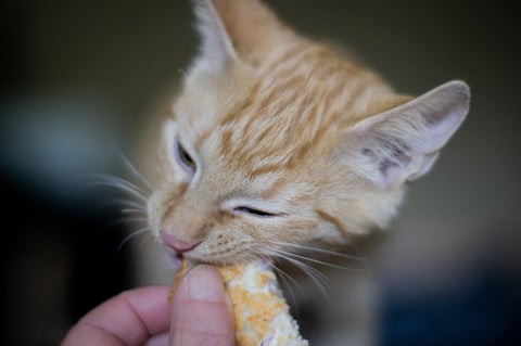 Cat eating human food