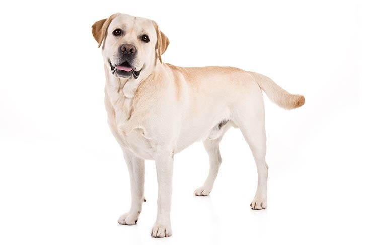 A 40-pound dog happily playing outdoors, showing signs of good health and vitality.