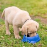 Contented dog enjoys a meal