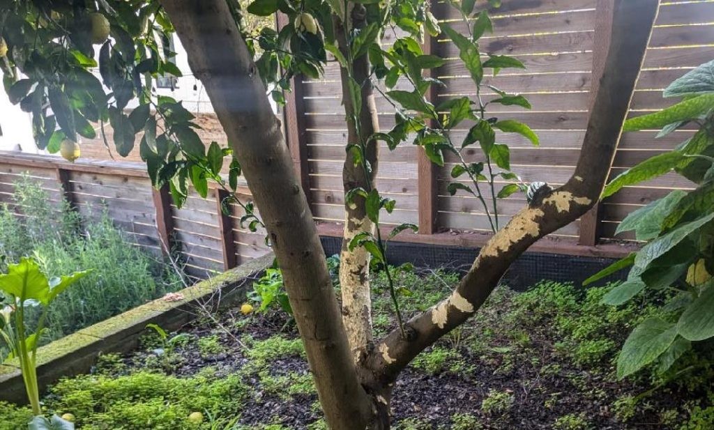 Rat damage on a lemon tree
