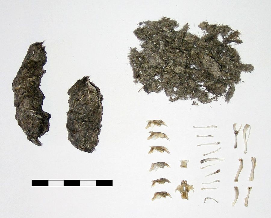 Long-eared owl pellets dissected showing rodent bones