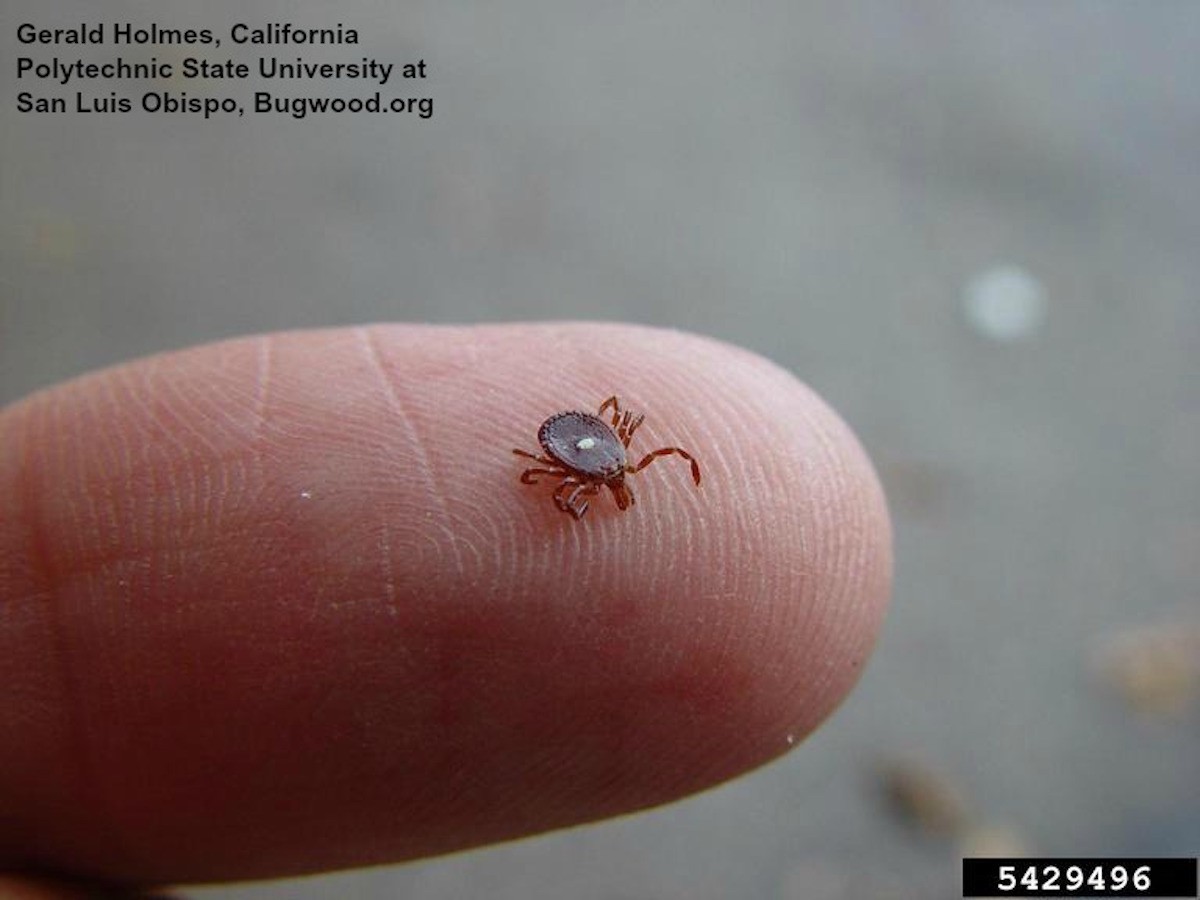 Lone Star Tick