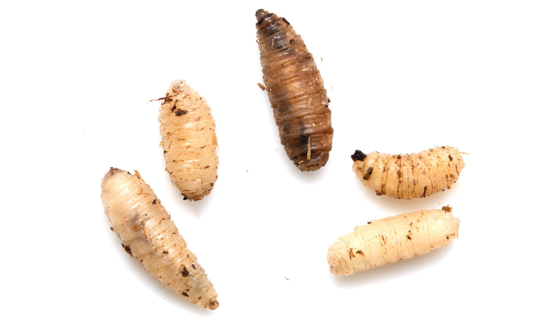 Maggots infesting rotting food
