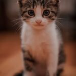 Six-month-old kitten enjoying wet food