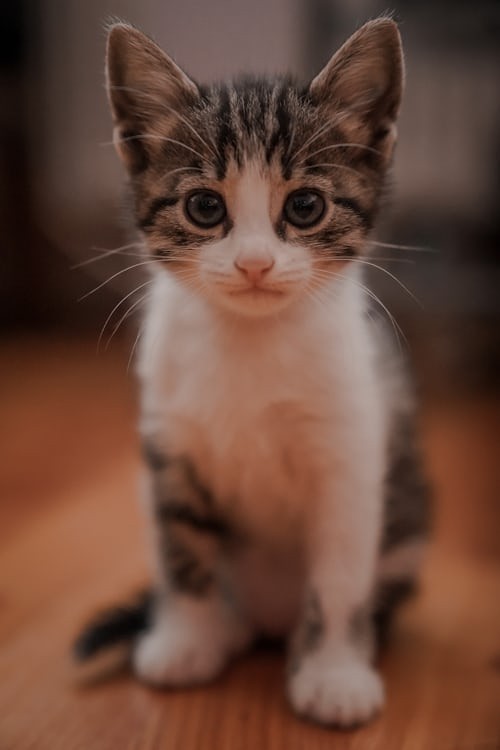 Six-month-old kitten enjoying wet food