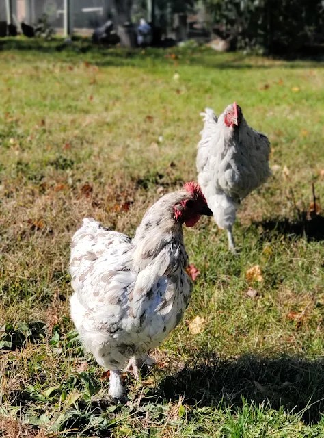 Chicken undergoing molting, showing loss of feathers, emphasizing the need for increased protein intake
