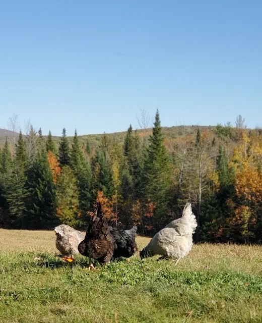Close-up of a hen eating chicken feed from a metal feeder