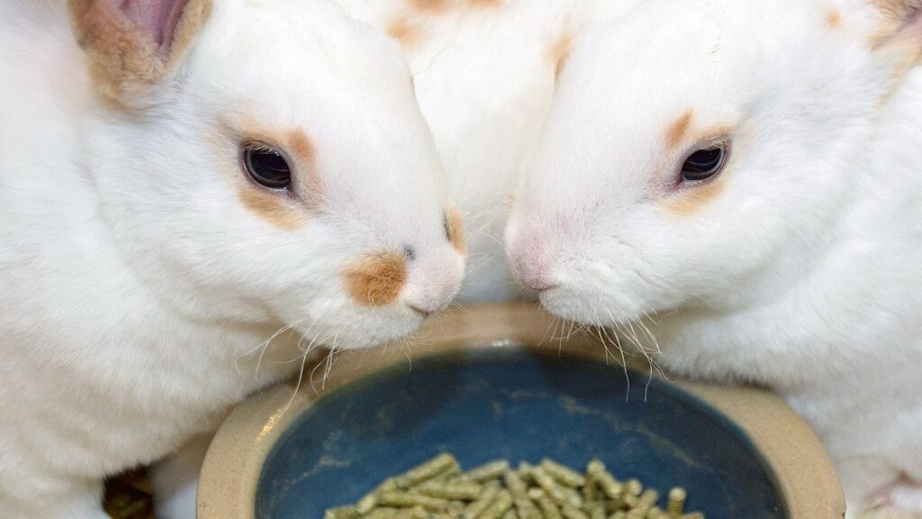 Rabbits munching on their food, emphasizing the diet they are designed for.