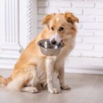 Dog eating from a bowl