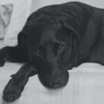 Dog refusing to eat